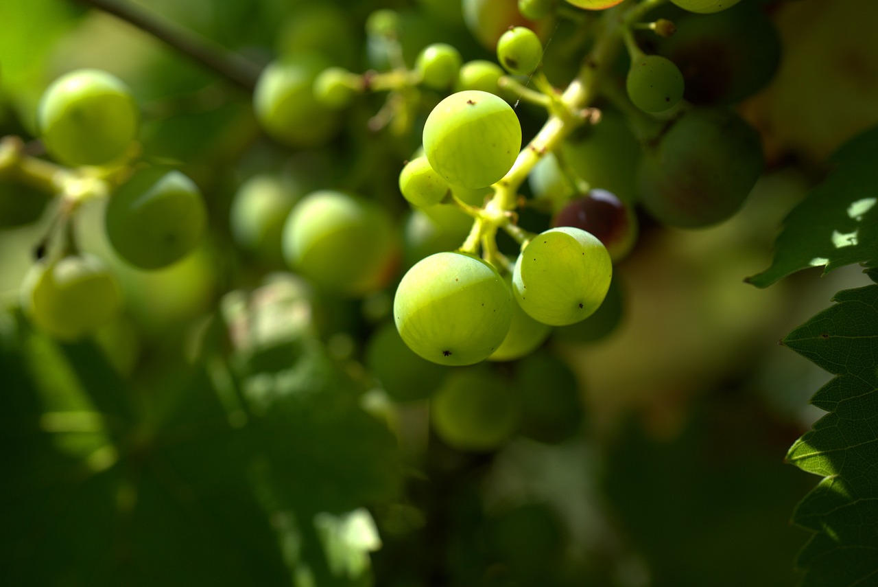 How to Grow Grapes in Your Backyard